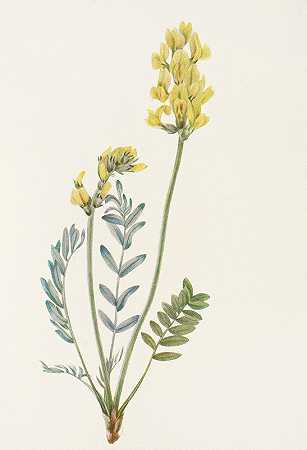 错误的定位。（细棘豆）`False Locoweed. (Oxytropis gracilis) (1925) by Mary Vaux Walcott