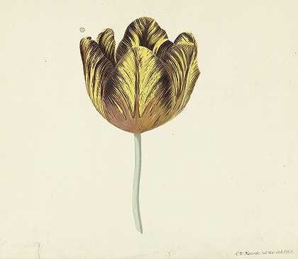 Tulp称之为Bizard Sub.A。`Tulp genaamd Bizard Sub. A (1765) by Cornelis van Noorde