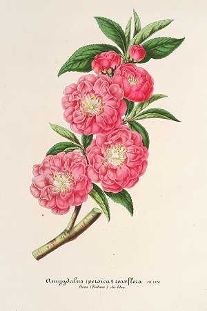 桃红`Amygdalus (persica) roaeflora (1854~1896) by Charles Antoine Lemaire