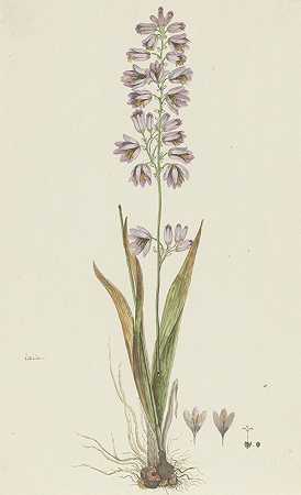 山茱萸`Ixia polystachya L. (Cornlily) (1777 ~ 1786) by Robert Jacob Gordon