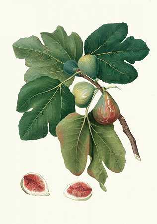 我脸红了。[无花果普通无花果]`Fico rubado. [Ficus carica sativa ; Common fig] (1817~1839) by Giorgio Gallesio