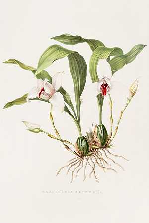 上颌骨斯金纳`Maxillaria Skinneri (1837~1843) by James Bateman