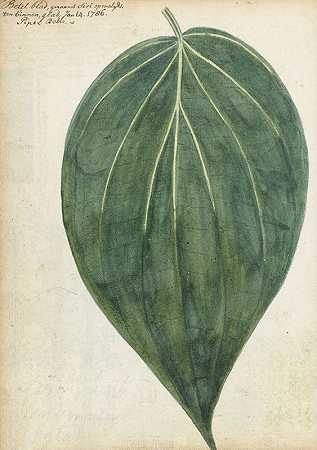 西丽还是槟榔叶`Sirih of betelblad (1786) by Jan Brandes