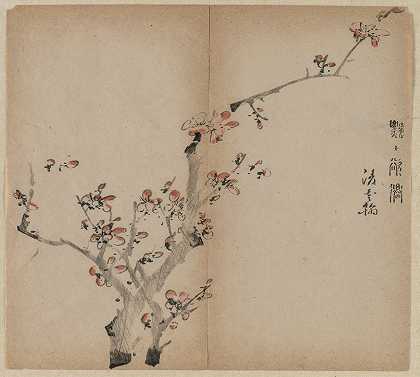 桃花`Peach Blossoms (18th Century)