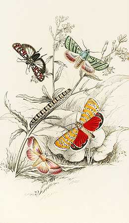 白花蛇舌草`Deiopeia bella, Cydosia nobilitella, Chloridea Rhexiae (1833) by James Duncan