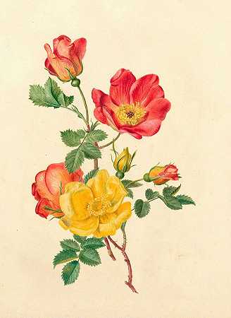 一枝野玫瑰`Takje wilde rozen (1800) by Antoinette Luden