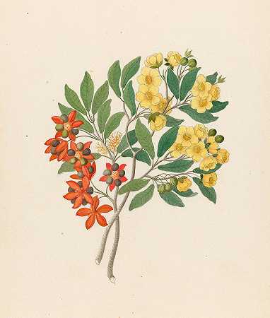 伊克桑德里亚·莫格。[树]`Icosandria monog. [Ochna arborea] (1817) by Clemenz Heinrich Wehdemann