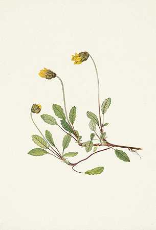黄色仙人掌（花）。drummondii仙人掌`Yellow Dryad (flower). Dryas drummondii (1925) by Mary Vaux Walcott