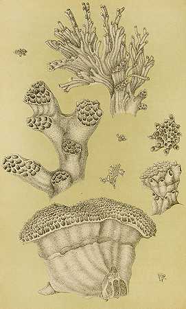 多虫II`Polyzoa II (1885~1890) by Frederick McCoy