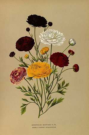 亚洲毛茛`Ranunculus Asiaticus Fl.Pl. Doublé Persian Ranunculus (1872~1881) by Arentine H. Arendsen
