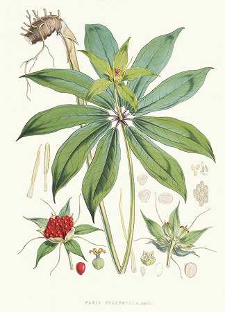 巴黎，斯密特。`Paris Polyphylla, Smit. (1855) by Walter Fitch Hood