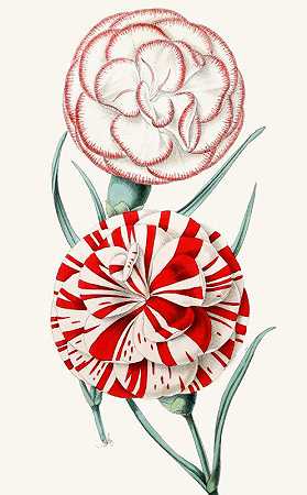 康乃馨，普克斯利这是反抗`Carnation, Puxleys Defiance (1852~1861)