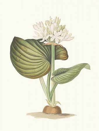 Amboinense扁豆`Pancratium Amboinense (1834) by Priscilla Susan Bury
