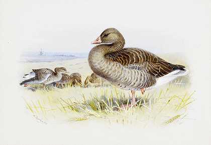 灰雁`Greylag Goose by Archibald Thorburn