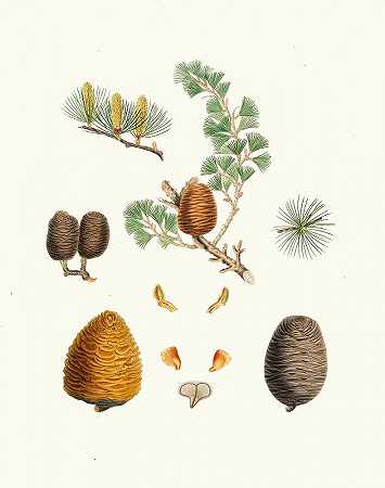 迪奥达拉松=印度雪松`Pinus deodara = Indian cedar (1837) by Aylmer Bourke Lambert
