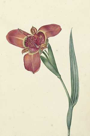一种名为Ferraria Tigrina的花`Bloem met de naam Ferraria Tigrina (1817~05~17) by C.J. Kruimel