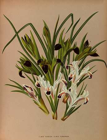 艾丽丝·佩西卡。2.鸢尾，`Iris Persica. 2. Iris Tuberosa, (1872~1881) by Arentine H. Arendsen