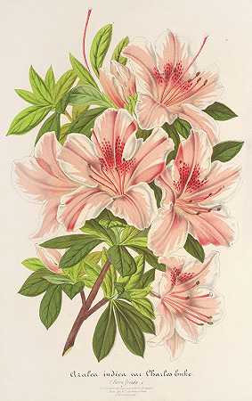 杜鹃花（杂交）查尔斯·恩克`Azalea indica (hybrida) Charles Enke (1854~1896) by Charles Antoine Lemaire