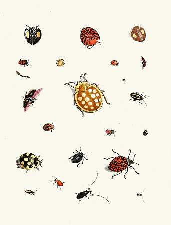 苏尔泽博士《昆虫简史》，第03页`Dr. Sulzers Short History of Insects, Pl. 03 (1776) by Johann Heinrich Sulzer