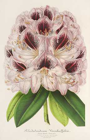 华夏杜鹃`Rhododendrum Verschaffeltii (1854~1896) by Charles Antoine Lemaire