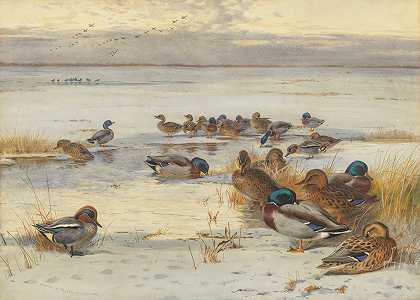 雪地沼泽上的绿头鸭和水鸭`Mallard and teal on a snowy marsh (1907) by Archibald Thorburn
