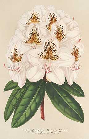 明妮杜鹃`Rhododendrum Minnie (1854~1896) by Charles Antoine Lemaire