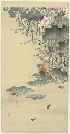 青蛙和蝌蚪`Frog and tadpoles (1900 ~ 1930) by Ohara Koson