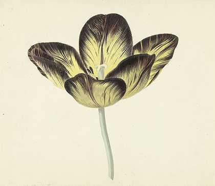 一种名为Bizard Egiptienne的郁金香`Tulp genaamd Bizard Egiptienne (1741 ~ 1795) by Cornelis van Noorde