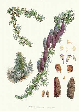 落叶松，H.f.和T。`Larix Griffithii, H.f. and T. (1855) by Walter Fitch Hood