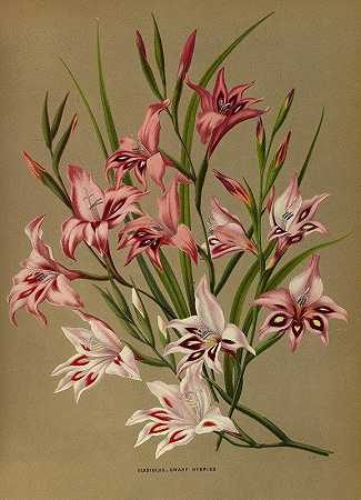 唐菖蒲`Gladiolus, Dwarf Hybrids (1872~1881) by Arentine H. Arendsen