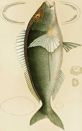 鱼V`Fishes V (1885~1890) by Frederick McCoy
