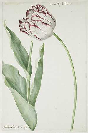 法国罗伊郁金香大`Tulip Grand Roy de France (1728) by Jan Laurensz. van der Vinne
