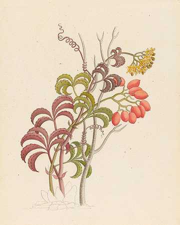 Cisfus Nov.Sp.[Cyphostemma quinatum]`Cisfus Nov. Sp. [Cyphostemma quinatum] (1817) by Clemenz Heinrich Wehdemann