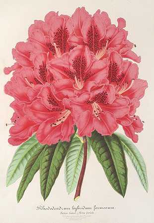 台湾杜鹃`Rhododendrum formosum (1854~1896) by Charles Antoine Lemaire