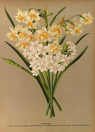 水仙2号`Narcissus 2 (1872~1881) by Arentine H. Arendsen