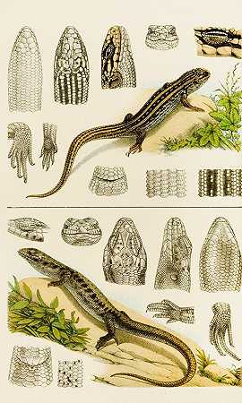 爬行动物VIII`Reptiles VIII (1885~1890) by Frederick McCoy