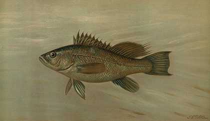 海鲈，条纹中心体。`The Sea Bass, Centropristes striatus. (1898) by John L. Petrie