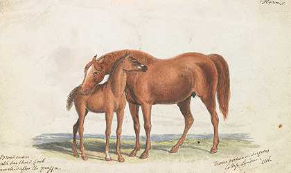 母马和第三匹小马驹身上有鹌鹑的痕迹`Brood Mare and Third Foal, with Marks of Quagga (1837) by Charles Hamilton Smith