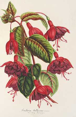 紫红色`Fuchsia Solferino (1854~1896) by Charles Antoine Lemaire