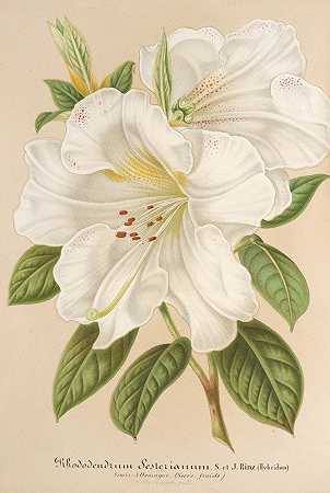 红杜鹃（杂种）`Rhododendrum Sesterianum (hybrid.) (1854~1896) by Charles Antoine Lemaire