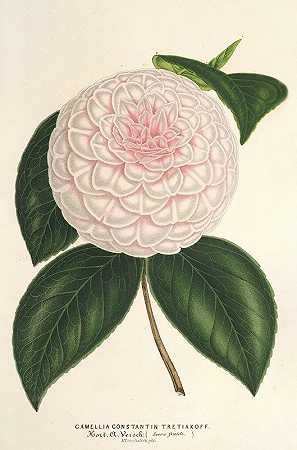 茶花君士坦丁茶（hybr.）`Camellia Constantin Trétiakoff (hybr.) (1854~1896) by Charles Antoine Lemaire