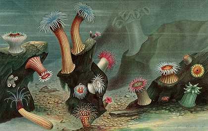 海葵`Anémones de mer (1866) by Alfred Frédol