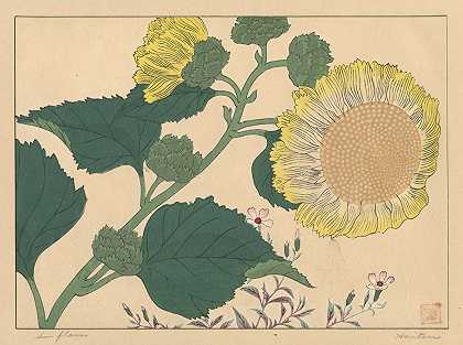 太阳花`Sun flowers (1920s) by Sakai Hōitsu
