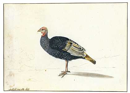火鸡母鸡`A Turkey Hen (1678) by Gerardus van Veen