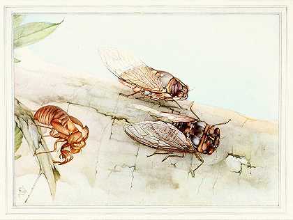 蝉`The Cicada (1921) by Edward Julius Detmold