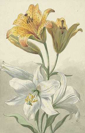 黄花百合`Yellow and White Lilies (1780) by Willem van Leen