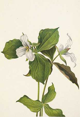 雪延龄草。延龄草`Snow Trillium. Trillium grandiflorum (1925) by Mary Vaux Walcott