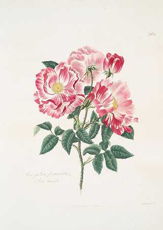 花色玫瑰`Rosa gallica~versicolor (1799) by Mary Lawrance