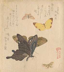 《蝴蝶群绘画手册》（GunchōGafu）5`
The Painting Manual of Flock of Butterflies (Gunchō Gafu) 5 (1810s)  by Kubo Shunman