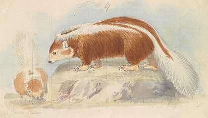 辣椒臭鼬。`Chili Skunk. (1837) by Charles Hamilton Smith